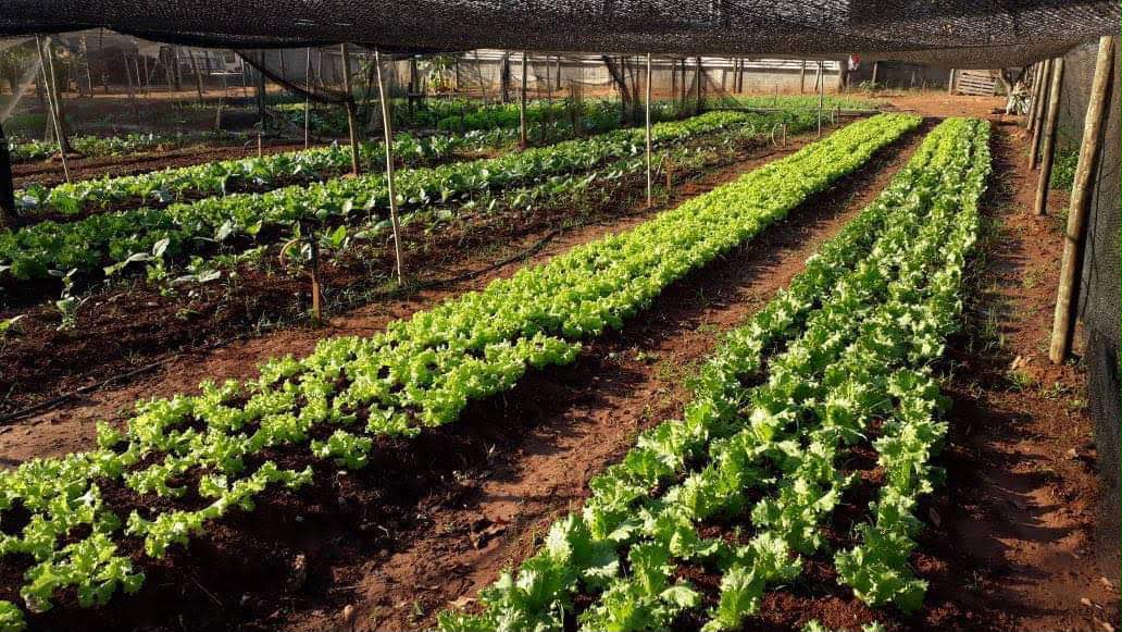 Horta orgânica